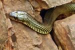 Karijini NP - Dales Gorge - Mulga Snake