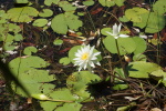 Water Lilies