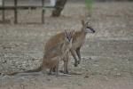 Fitzroy Crossing Lodge