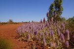 Millstream-Chichester National Park, Mulla Mulla