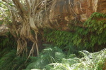 Karijini National Park, Dales Gorge, Fern Pool