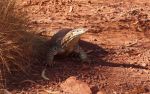 Karijini National Park, Goanna