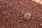 Karijini National Park, Spinifex-Taube