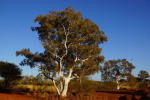 Karijini National Park, Ghostgums