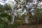 Mount Augustus, Red River Gums