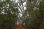 Mount Augustus, Red River Gums