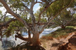 Mount Augustus, Cattle Pool im Lions River