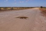 Goanna