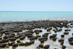 Shark Bay, Hemelin Pool, Stromatolithen
