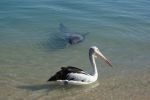 Shark Bay, Monkey Mia