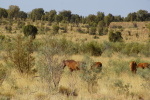 Red Center Way, Mareenie Loop