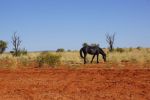 Red Center Way, Mareenie Loop