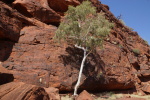 Finke Gorge National Park, Palm Valley