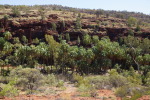 Finke Gorge National Park, Palm Valley