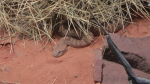 Alice Springs, Desert Park, Death Otter
