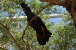 Alice Springs, Desert Park