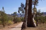 Flinders Ranges, Eukalyptus