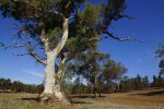 Flinders Ranges, Eukalyptus