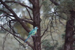 Flinders Ranges, Halsbandsittich