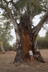 Flinders Ranges, Eukalyptus