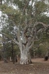 Flinders Ranges, Eukalyptus
