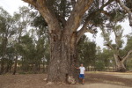 South Australia,Orrorroo, Giant Gumtree