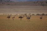 South Australia, Emus