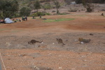 South Australia, Broken Hill, Campingplatz