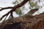 NSW, Goanna