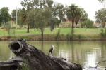 Mildura am Mighty Murray River