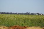 NSW, Emus im Feld