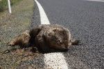 NSW, Great Dividing Range, Wombat