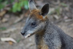 Pebbly Beach, Wallaby