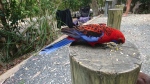 Pebbly Beach, Crimson Rosella