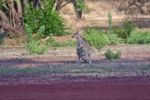 Wallabies