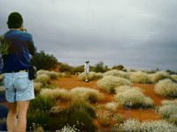 In den Dnen des Red Center