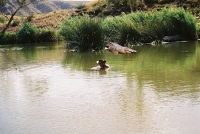Glan Helen, Finke River